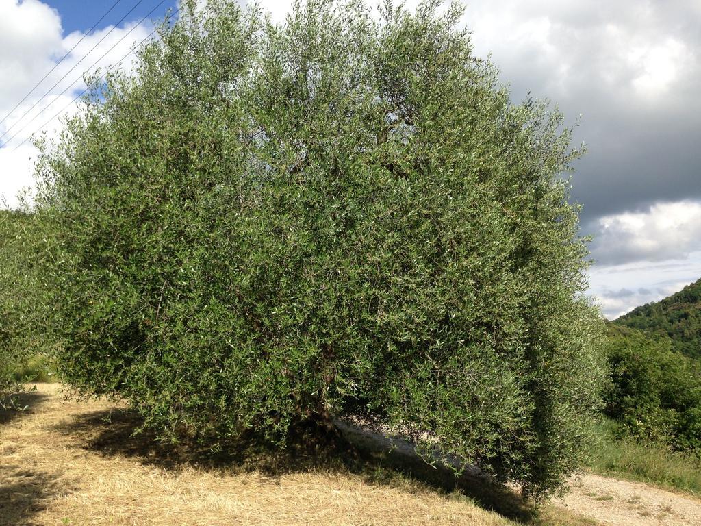 פיינצה Agriturismo Santa Maria מראה חיצוני תמונה